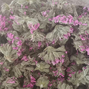 玫瑰天竺葵鲜花干花 浸泡油 采摘中顺丰邮费到付 干花包邮普快