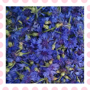 矢车菊鲜花花期6月份  腌制现货 做纯露精油花材 单位1斤