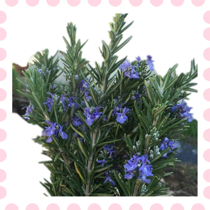 新鲜迷迭香马鞭草酮新鲜迷迭香