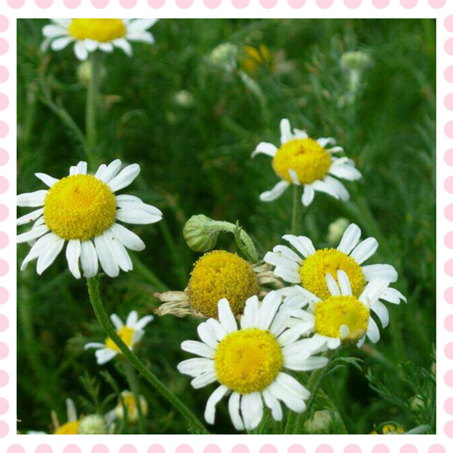 新鲜罗马洋甘菊 鲜花 一斤  3斤起拍   新鲜腌制罗甘 专做纯露