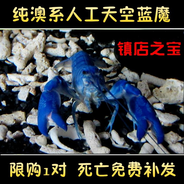 全品澳系纯血人工天空蓝魔虾水族宠物虾淡水观赏虾鳌龙虾活体包邮