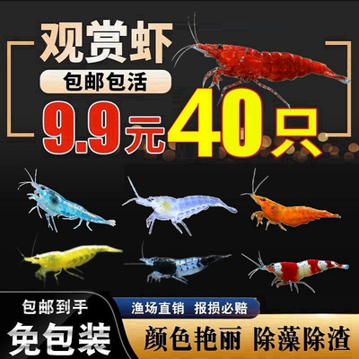 噢水噢鱼缸淡水观赏虾40只9.9元