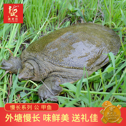龚老汉中华鳖 慢长外塘甲鱼鳖 王八 团鱼生态散养黄牌(优选公鳖)