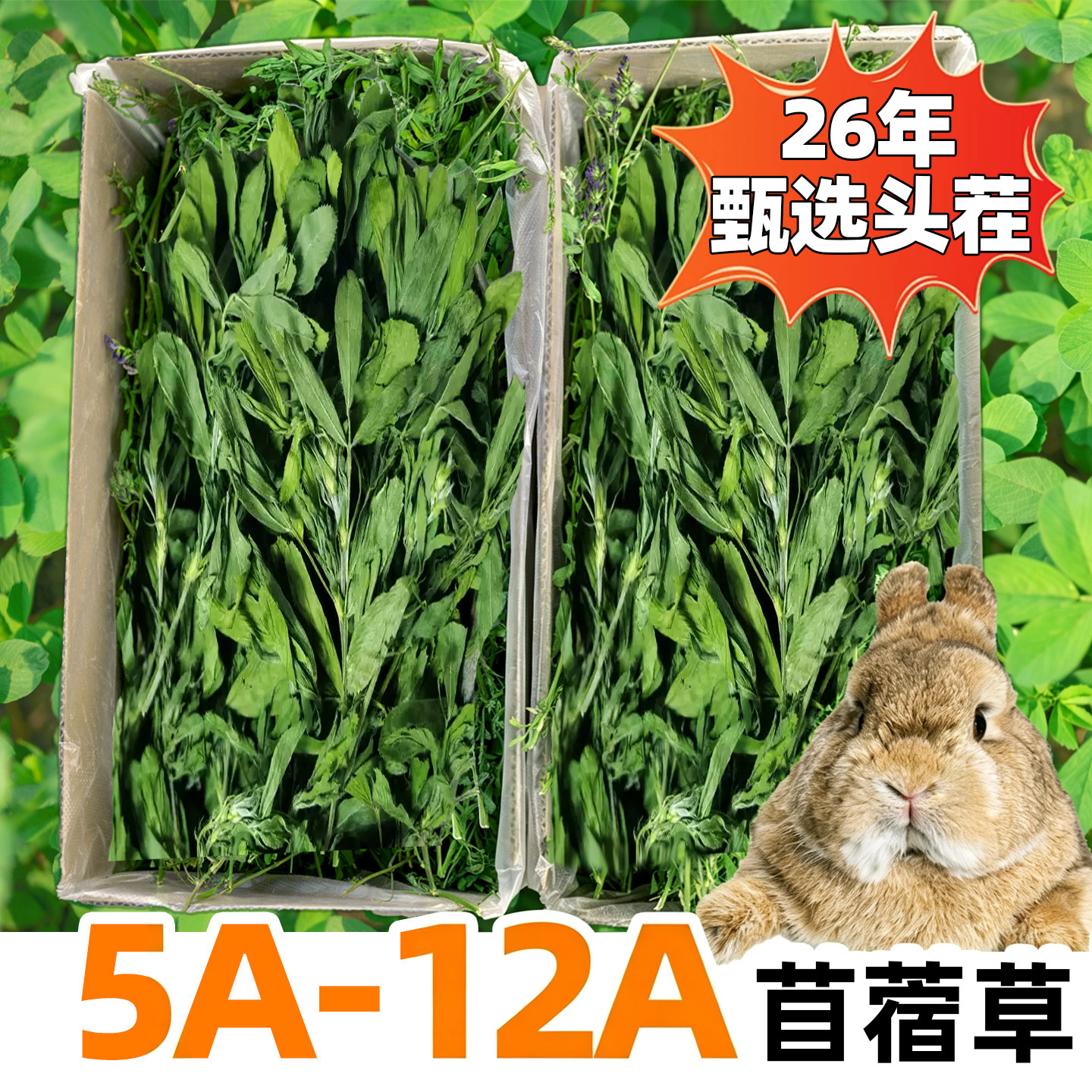 26年牛宠5-12A级苜蓿草兔子豚鼠图片