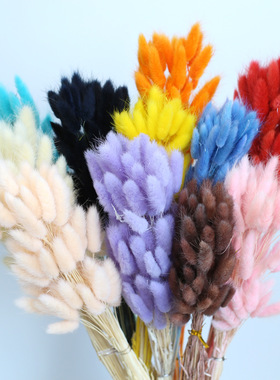 彩色兔尾草干花家居客厅装饰DIY插花花材ins文艺清新摆件真花批发