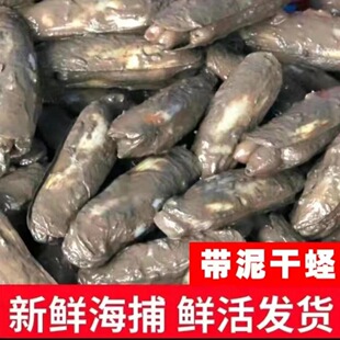 现挖泥蛏子无泡水温州乐清新鲜海涂活蛏温州乐清双头蛏顺丰鲜活