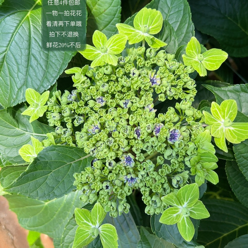 大岛绿随机一支