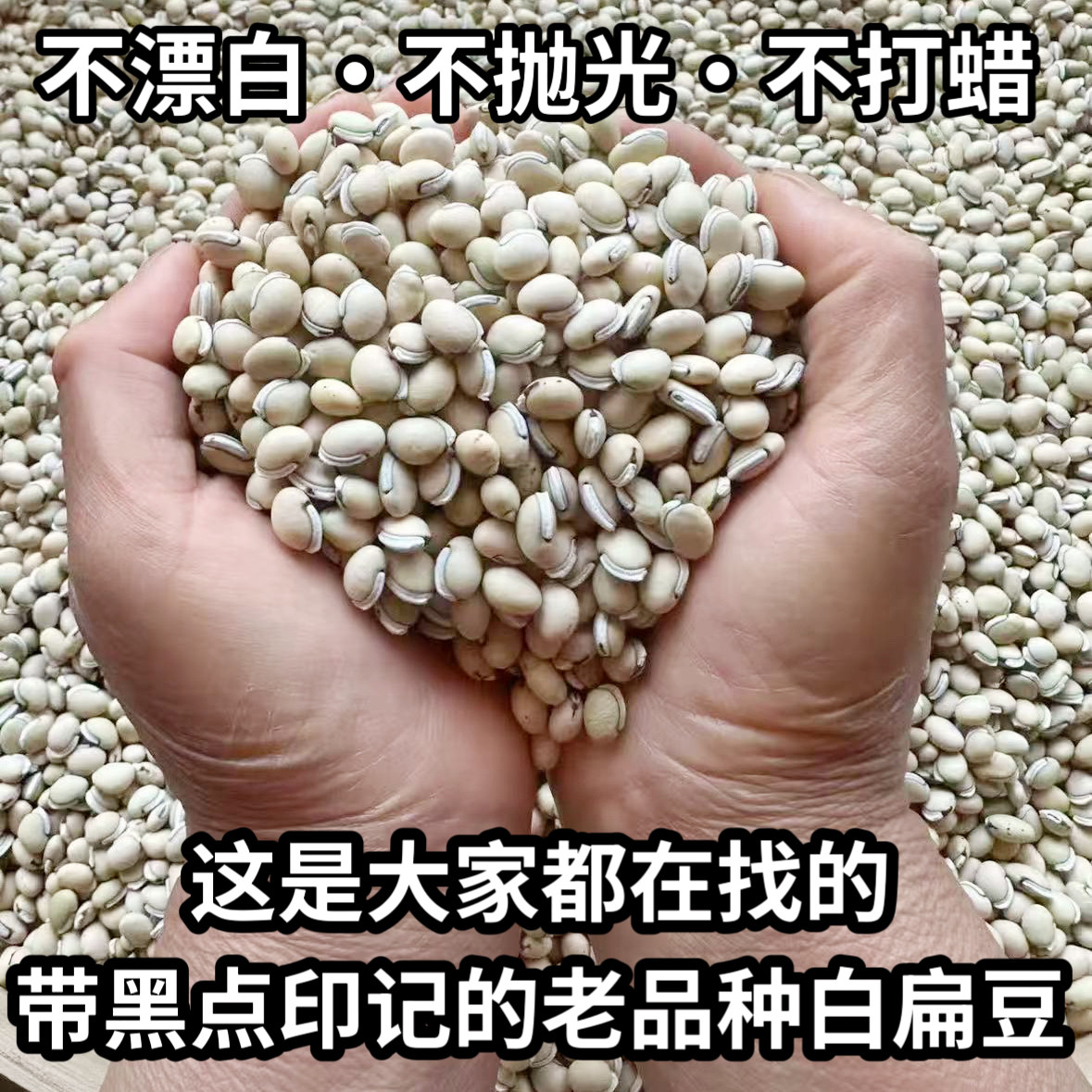 （坚持在种的老品种白扁豆）农家老式白扁豆小颗粒新货煮粥煲汤
