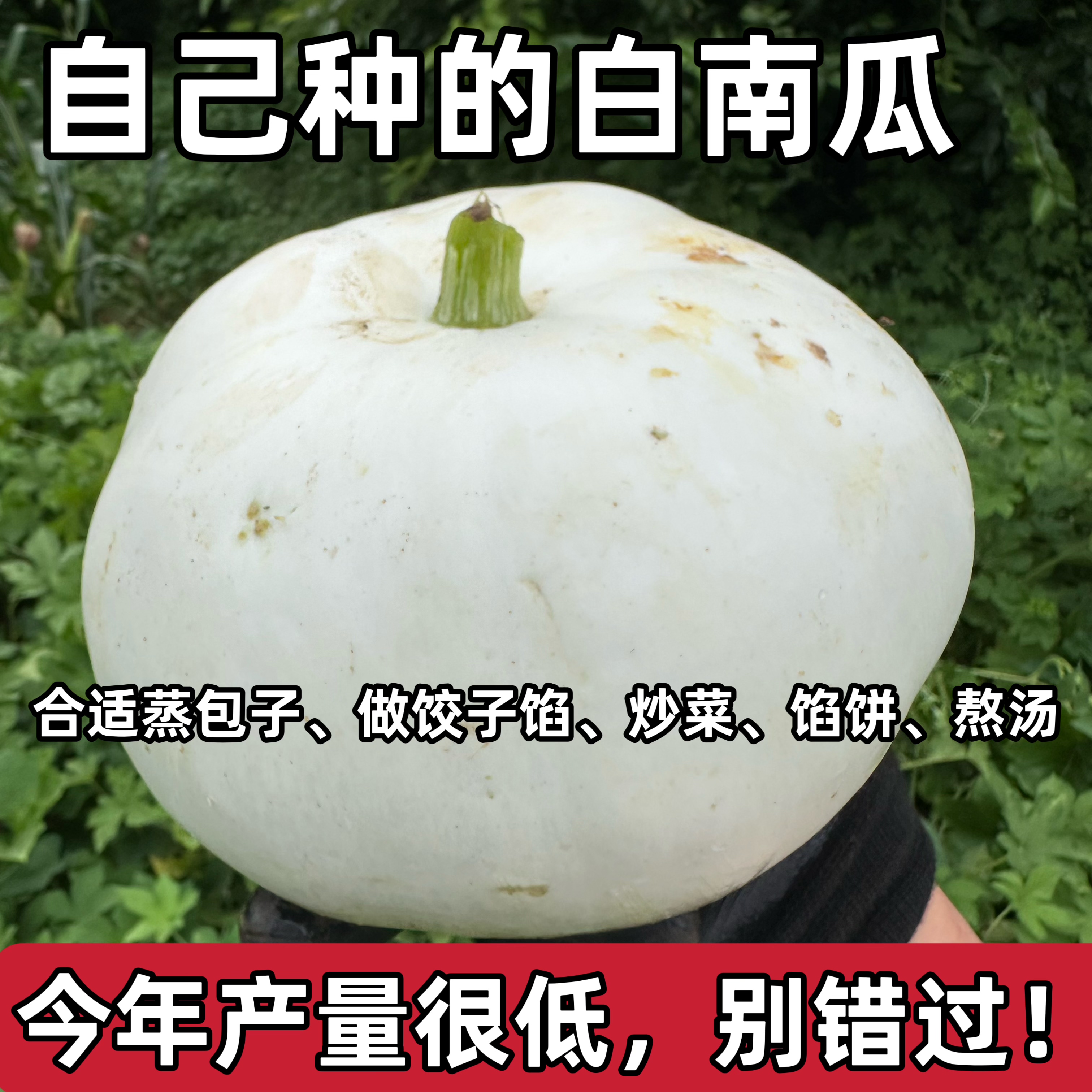 (现货只有5单)山西农家自种白南瓜饺子馅蒸包子馅炖汤大白南瓜