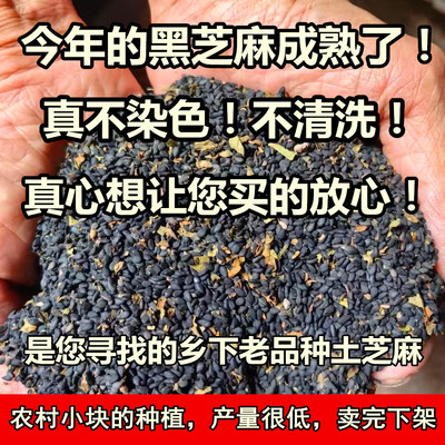 （老人坚持种植的旱地黑芝麻）25年新芝麻农家生芝麻土芝麻不染色