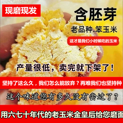 （老人循环留种几十年的金皇后老玉米）山西农家玉米面带皮带胚芽