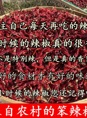 （老人坚持在种的老品种笨辣椒）山西农家自种老式干辣椒微辣很香