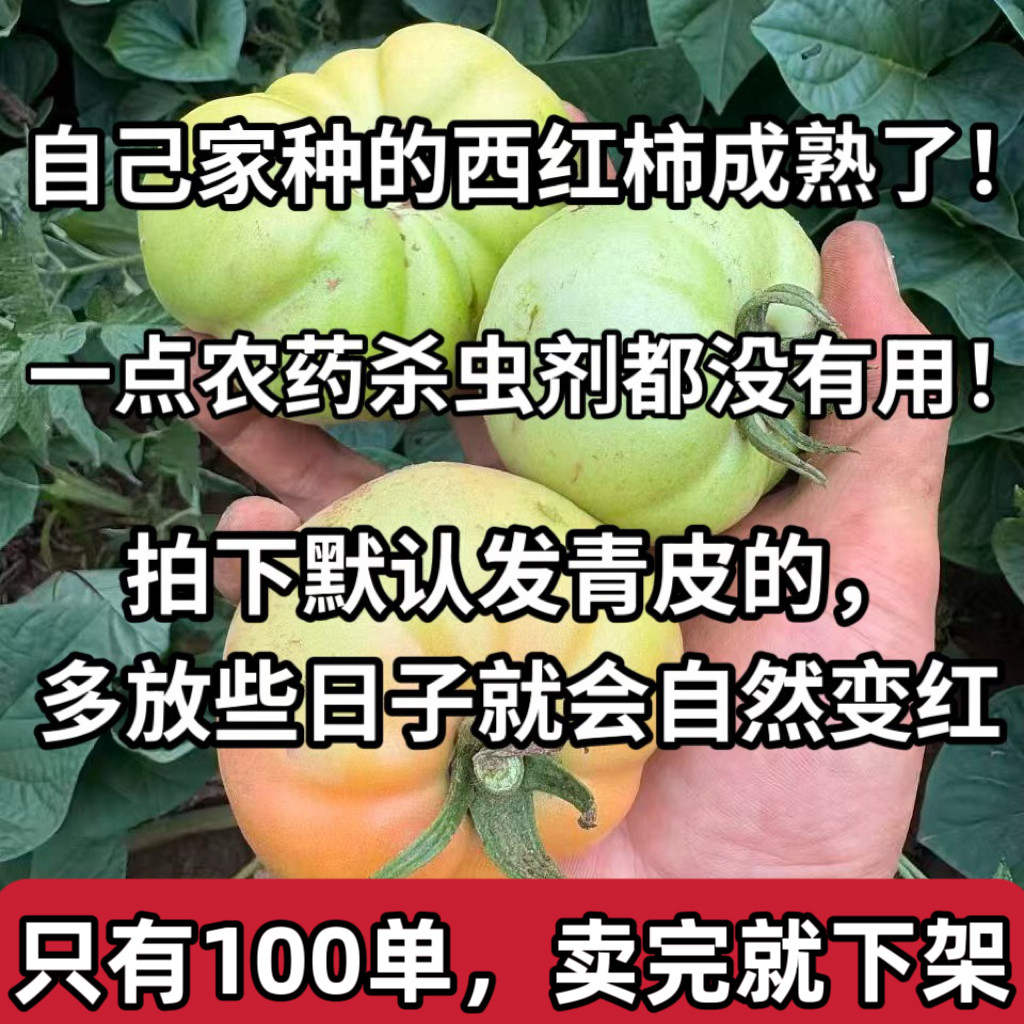 (只有100单,卖完就下架!)山西农家自种老品种西红柿青皮番茄