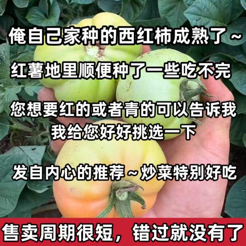 （在采摘50单，今年就卖完了）山西农家自种西红柿新鲜青皮番茄