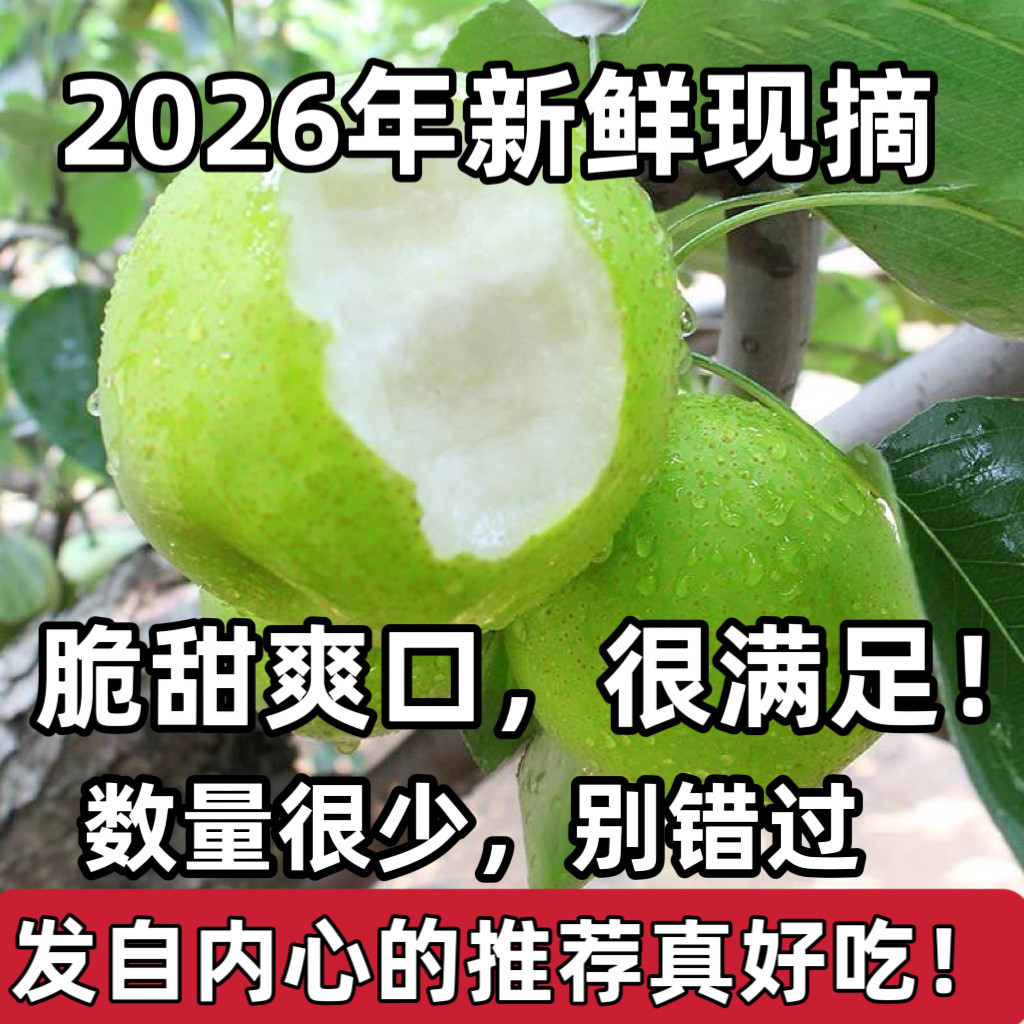 (强烈推荐~真的很好吃)农家自种新鲜酥梨现摘当季水果皮薄多汁