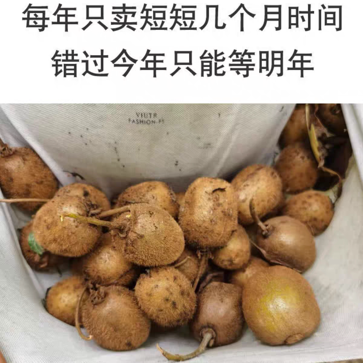 高山新鲜现摘野生猕猴桃绿心猕猴奇异果/猕猴桃