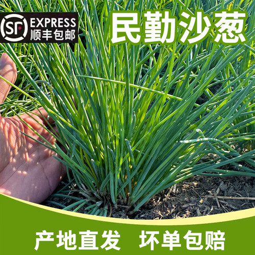产地直发新鲜沙葱甘肃民勤