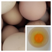 鸡蛋土鸡蛋笨鸡蛋本鸡蛋农家散养鸡蛋新鲜鸡蛋好吃美味蛋