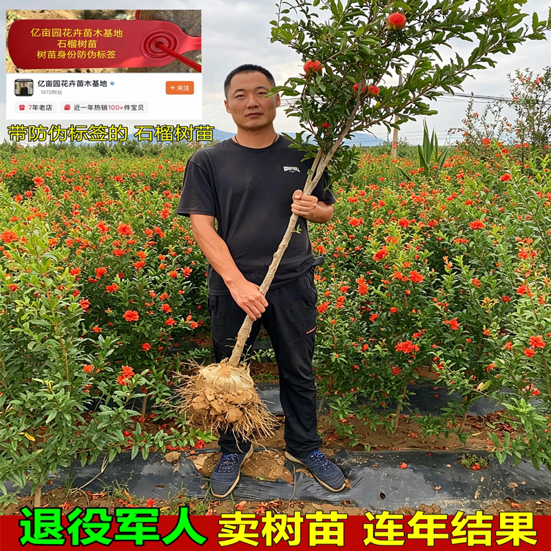 突尼斯软籽石榴树苗连年结果图片