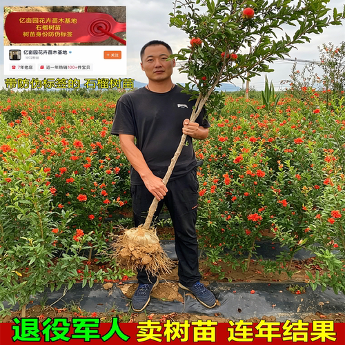 突尼斯软籽石榴树苗连年结果