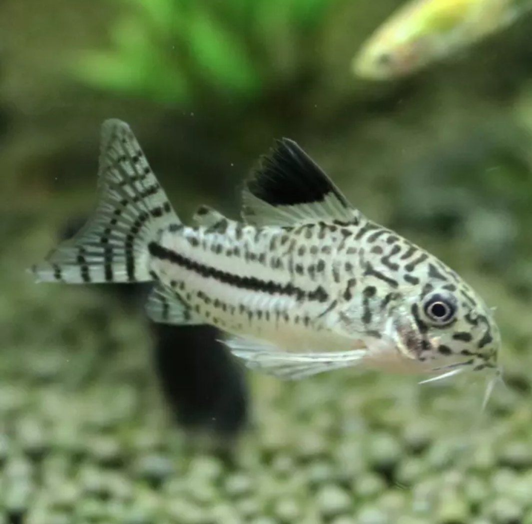 七夕水族茉莉豹鼠鱼除杂群游鼠鱼工具鱼观赏鱼热带鱼可混养淡水鱼