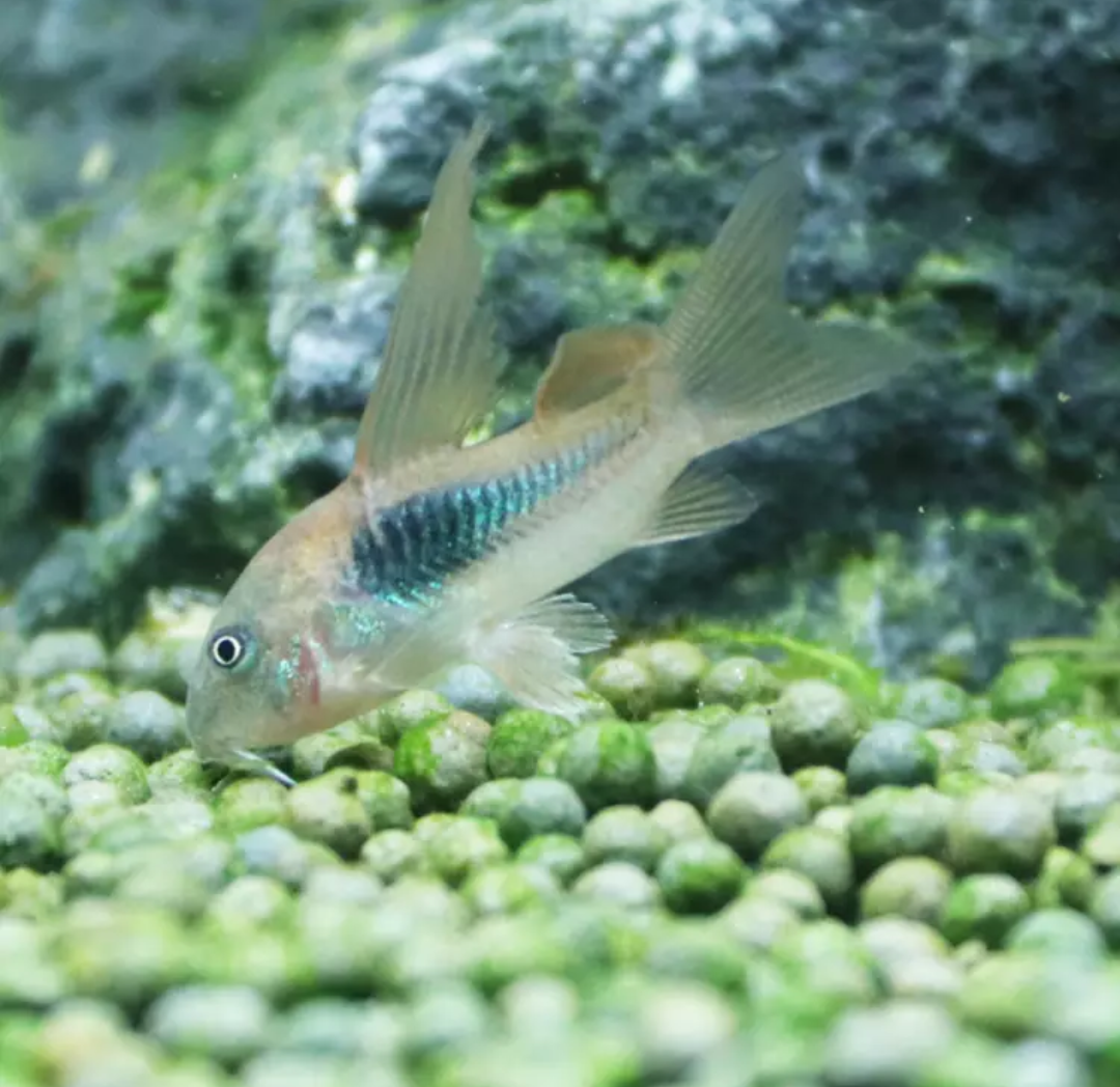 七夕水族咖啡鼠底层翻砂工具鱼鼠鱼热带鱼活体观赏鱼草缸可混养