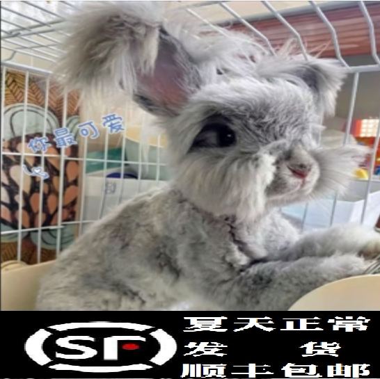 活体安哥拉兔双血统安哥拉兔