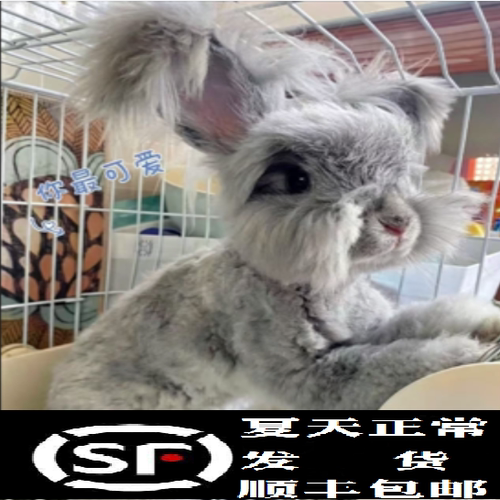 活体安哥拉兔双血统安哥拉兔