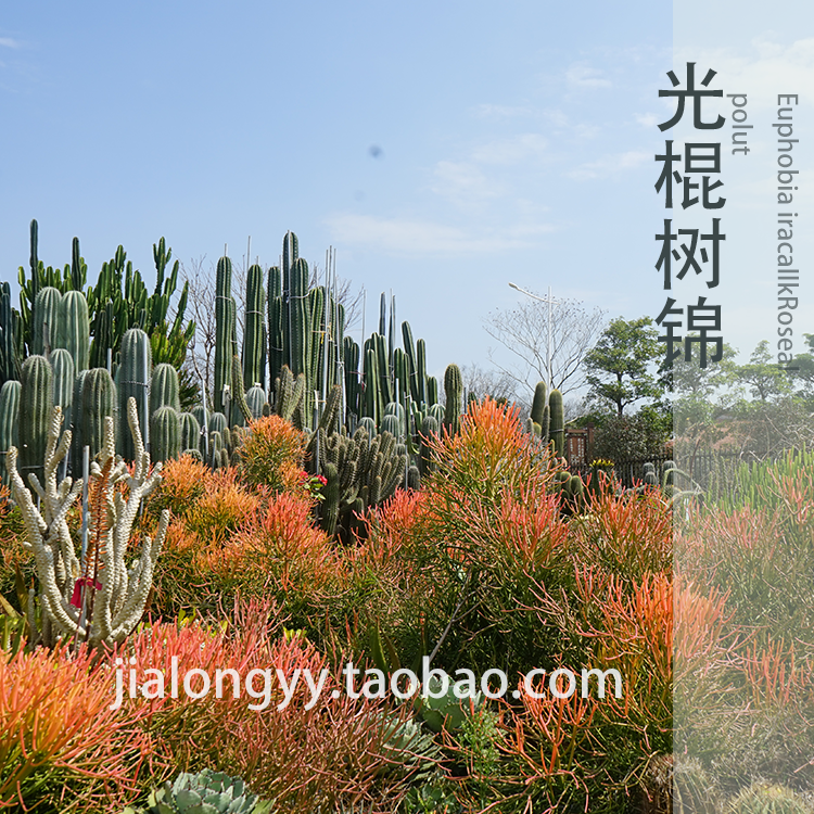 彩叶光棍树锦火焰木大戟科多肉植物沙漠庭院景观植物红珊瑚