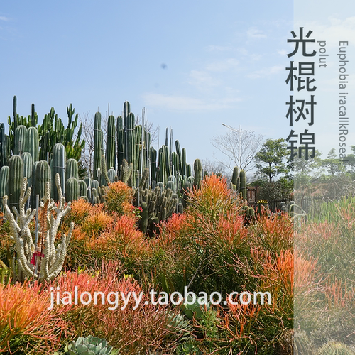 彩叶 光棍树锦 火焰木 大戟科多肉植物 沙漠庭院景观植物 红珊瑚