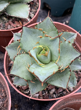 拇指严龙龙舌兰仁王冠gave titanota filigree室内外多肉植物盆栽