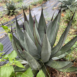 三十三间堂龙舌兰 Agave nigra 鲨鱼皮 潮流植物庭院造景多肉植物