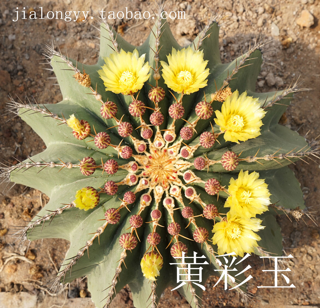 实生 黄彩玉仙人球 庭院室内外 沙漠景观布置设计 花博园沙漠景观