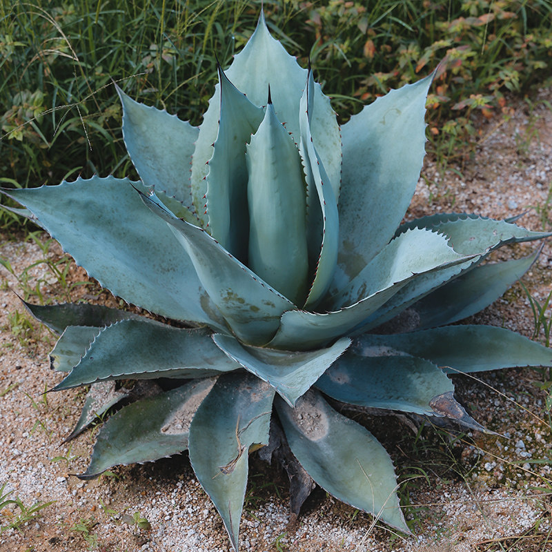 鲸鱼舌龙舌兰植物 agave ovatifolia 母本灰蓝色植物景观庭院种植