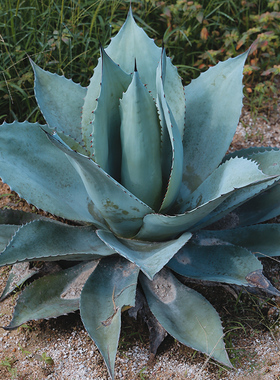 鲸鱼舌龙舌兰植物 Agave ovatifolia 母本灰蓝色植物景观庭院种植