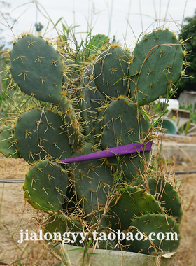 金武团扇仙人掌科 平安刺 OpuntiatunaMill金黄色茎扁平如扇热带