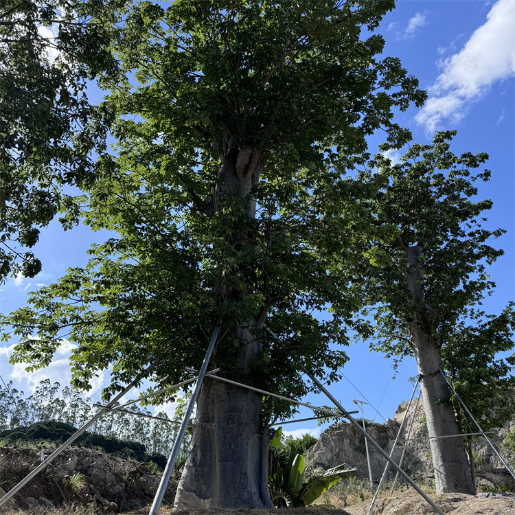 非洲 猴面包树 植物 实生小苗 波巴布树  沙漠景观 喜温热带树种