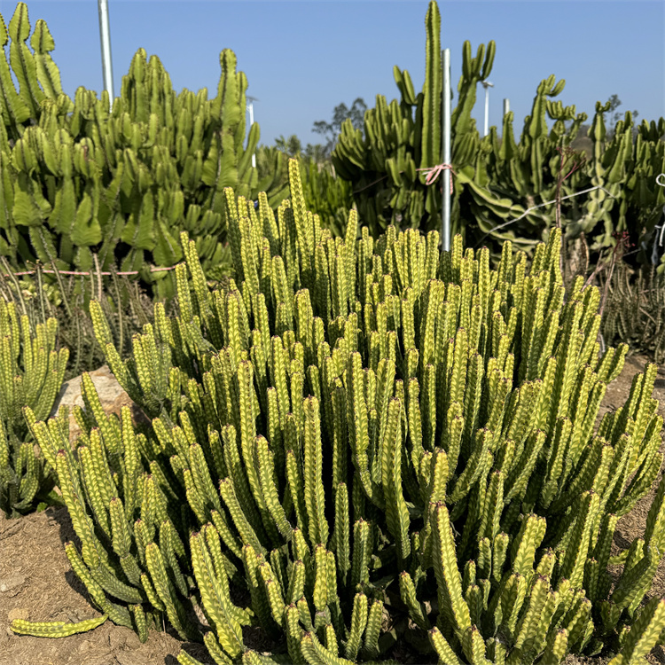 美斑大戟  大戟科盆栽 常绿仙人掌无刺沙漠植物 景观庭院造景地被