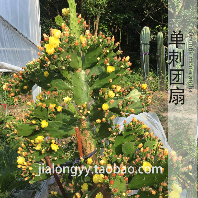 单刺团扇仙人掌 opuntia monacantha沙漠庭院花卉 多肉植物盆栽