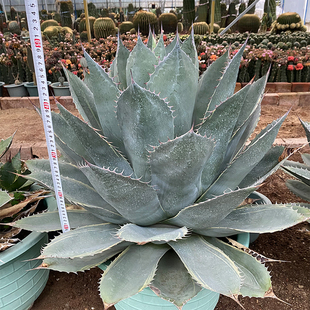 沙生植物 室内外沙漠景观 赖光锦新款 吸甲醛净化空气龙舌兰 雷光