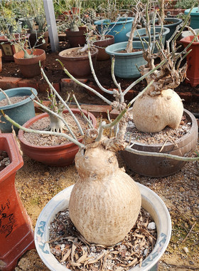 进口  索马里沙漠玫瑰   Adenium Somalense  庭院造景植物 一物