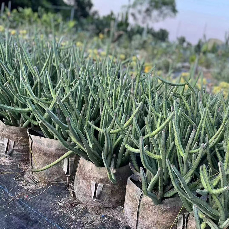 小花蛇鞭柱  无刺大戟科多肉植物 室内花卉 夜皇后垂吊 藤本沙漠