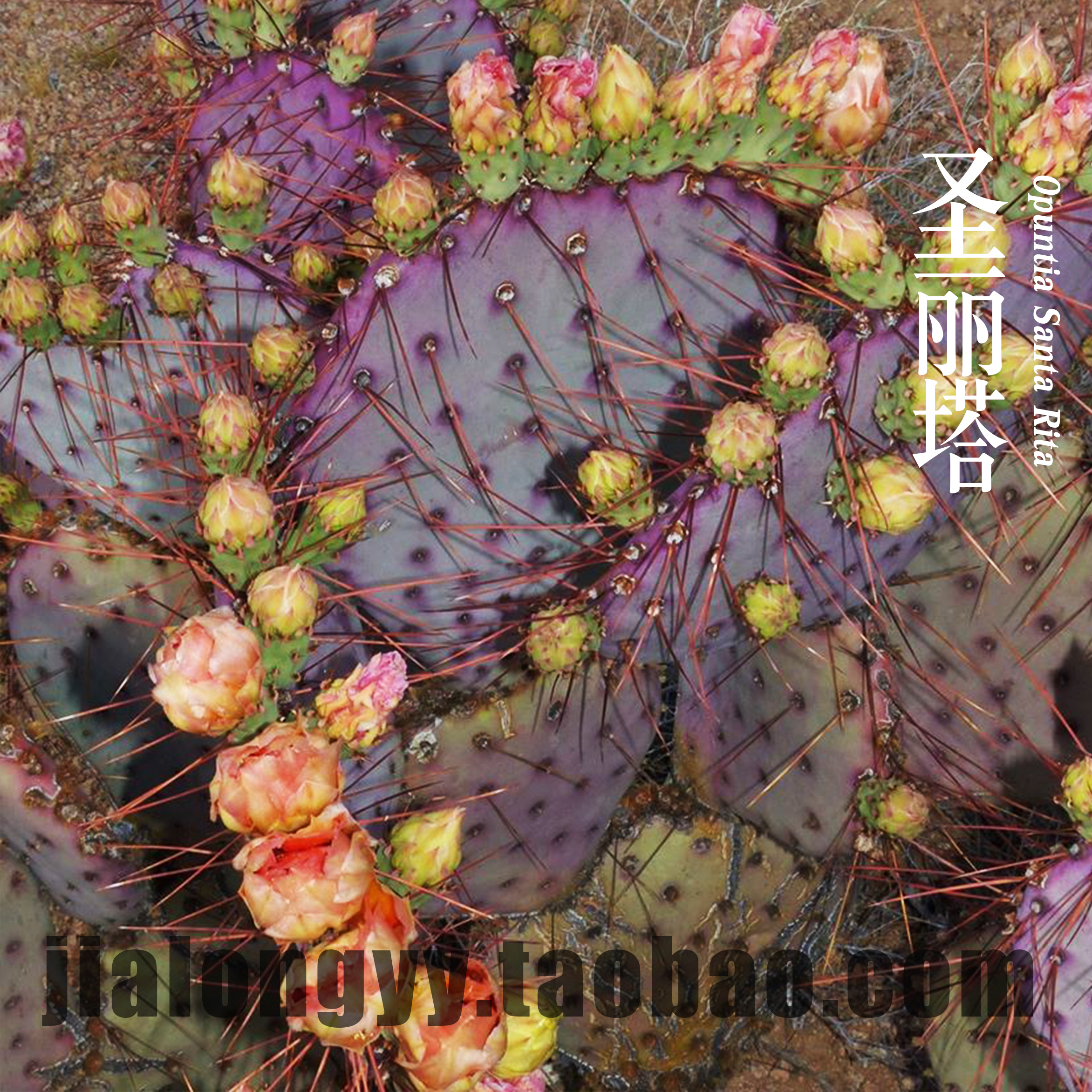 实生圣丽塔仙人掌 紫色团扇仙人掌开花 盆栽景观 状态好出紫