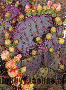 实生圣丽塔仙人掌 紫色团扇仙人掌开花 盆栽景观 状态好出紫