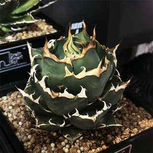 三叉戟龙舌兰仁王冠鬼爪 Agave Titanota Ghost Claw块根多肉植物