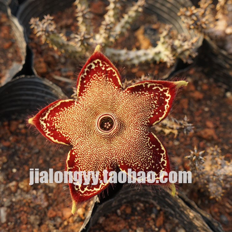 实生波斯地毯 多肉植物 萝藦科 edithcolea grandis 白纹巨龙角