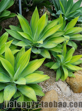 狐尾龙舌兰植物 盆栽无刺科庭院绿地种植 Agave attenuata初绿