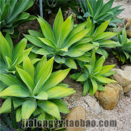 狐尾龙舌兰植物 盆栽无刺科庭院绿地种植 Agave attenuata初绿