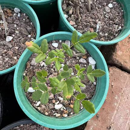 滔天橄榄绿植植物 小盆栽好养易活 桌面盆景小众高级 脱土不带盆