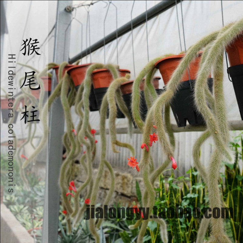 软毛猴尾柱仙人柱  九尾狐垂吊室内小盆栽 管花柱属开花仙人掌